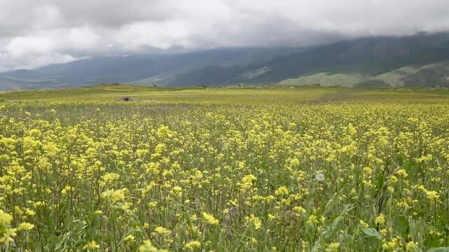 Paisaje en el norte argentino de monta&ntilde;as y flores