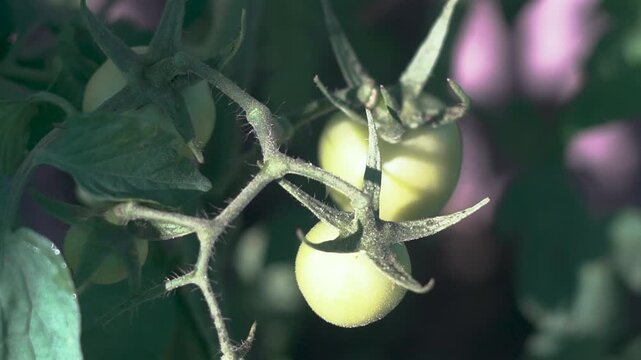 tomate en planta en crecimiento