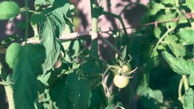 tomate en planta en crecimiento