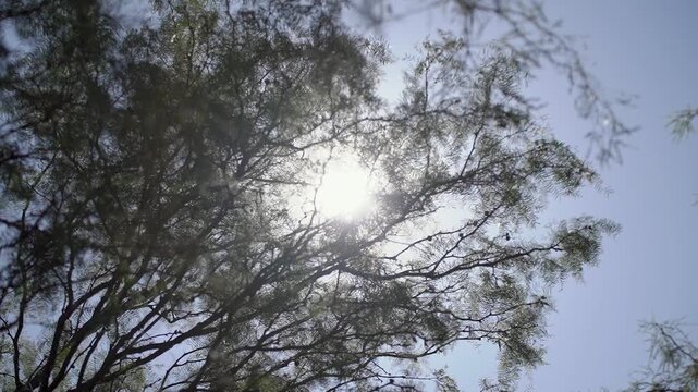 arboles verdes con hojas y luz solar