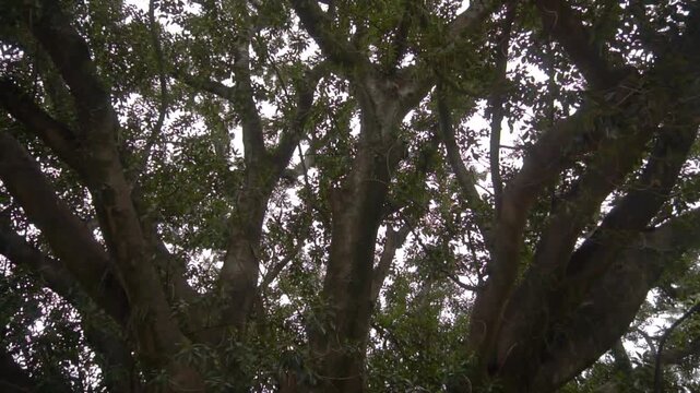 arboles verdes con hojas
