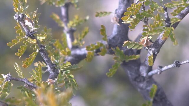 Jarilla en monte del norte argentino