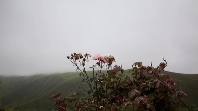 flor rosa en la monta&ntilde;a