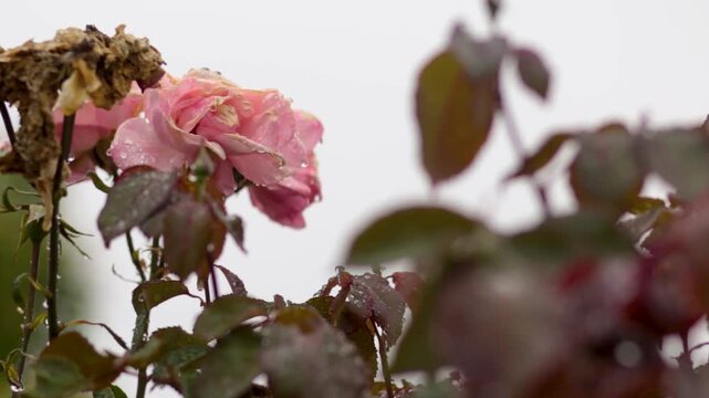 flor rosa en el campo
