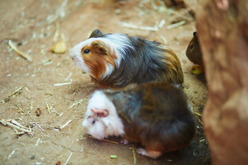 Cute guinea pigs resting and exploring inside an enclosure at Monkey Park in Tenerife, Canary...