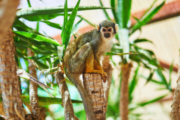 Obraz premium Squirrel monkey perched on a tree trunk at Monkey Park in Tenerife, Canary Islands, Spain. Exotic primate portrait in a tropical zoo environment with natural greenery