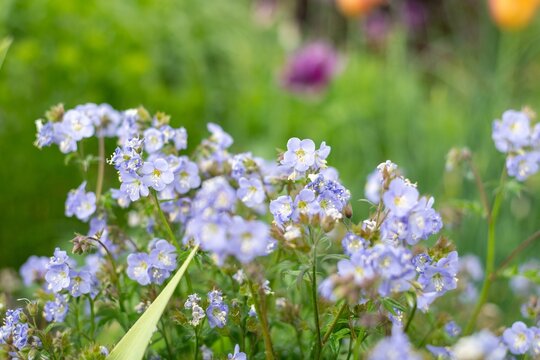 Jacobs ladder (polemonium caeruleum) flowers in bloom