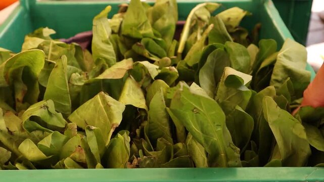 Hojas verdes en verduler&iacute;a
