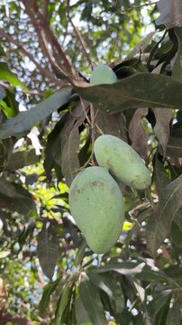 Green Mangos Hanging from a Tree
