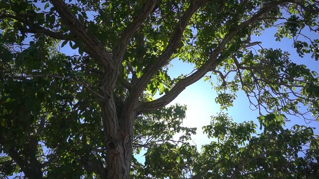Arbol en dia soleado