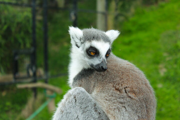 Fototapeta premium A ring tailed lemur looks over their shoulder