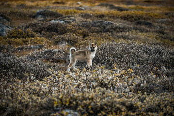 Ilimanaq, Disko Bay, Greenland - Greenland Dog Puppy, husky in Arctic Tundra with Autumn Colors, Ilimanaq Greenland Wildlife Scene © SJ Falcetta Photo