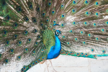 Obraz premium peacock with feathers out