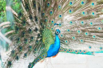Fototapeta premium peacock with feathers out