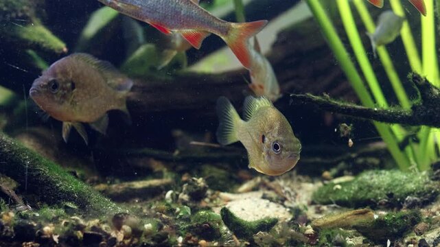dominant pumpkinseed fish, common roach and rudd, sand and organic litter substrate, algae grow on driftwood, Nuphar lutea planted aquascape, professional care, Chorhun river biotope, mental rehab