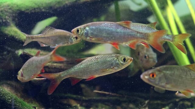 pumpkinseed aggression, common roach, rudd fish, organic sediment pollution, sand substrate, algae on driftwood, Nuphar lutea planted aquascape, professional care, Chorhun river biotope, mental relax