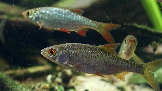 common roach, rudd swim in shoal, fish pet macro, organic sediment pollution, sand substrate, algae on driftwood, Nuphar lutea planted aquascape, professional care, Chorhun river biotope, mental relax