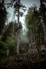 Fototapeta premium Foggy forest hillside with tree stumps after logging 