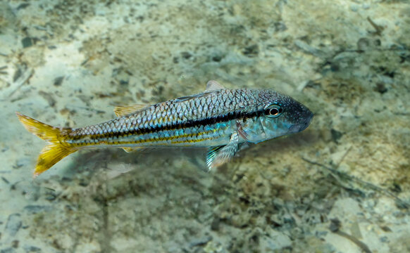 Rouget de vase (Mullus Barbatus)