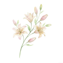 Obraz premium Watercolor painting of delicate lily flowers and green stems on white