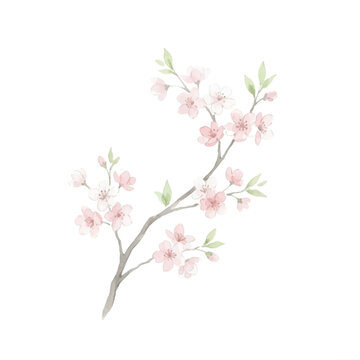 Watercolor painting of a delicate cherry blossom branch with pink flowers