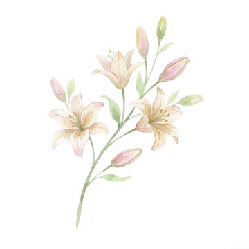 Watercolor painting of delicate lily flowers and green stems on white