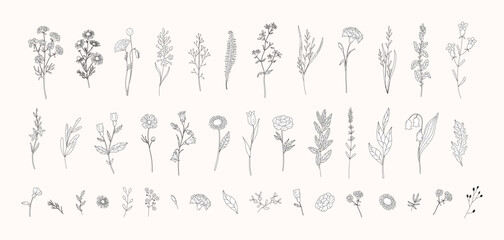 Large set of hand drawn wild flowers, herbs and botanical elements in line art style. Chamomile, lavender, carnation, peony, tulip, bluebell, fern, leaves. Sketch clipart for design. © Natalya