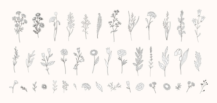 Large set of hand drawn wild flowers, herbs and botanical elements in line art style. Chamomile, lavender, carnation, peony, tulip, bluebell, fern, leaves. Sketch clipart for design.