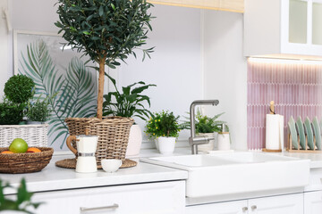 Fototapeta premium Stylish kitchen with beautiful potted houseplants, utensils and sink. Interior design