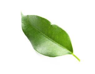 One fresh green citrus leaf isolated on white
