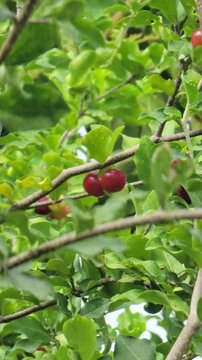 Fresh ripe Acerola cherries on branch against bright blue sky &ndash; Organic Vitamin C superfood
