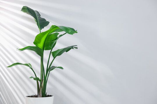 Beautiful bird of paradise (strelitzia) houseplant in pot near light wall. Space for text