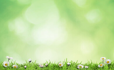 Naklejka premium Bright daisy flowers and lush green grass growing outdoors. Spring season