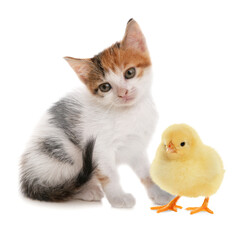 Fototapeta premium Cute cat and fluffy chicken on white background