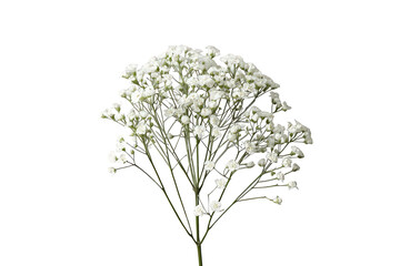 Naklejka premium Delicate white baby's breath flowers creating a light, airy floral bouquet element, transparent background