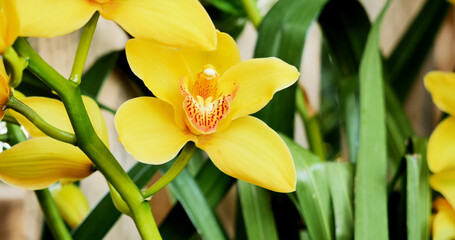 Yellow orchid blooms in garden setting during bright daylight hours © Joachim