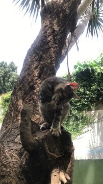 A tabby cat perched on a tree trunk, actively scratching its ear with its hind leg under a bright sky.