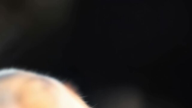 Curious brown mouse close up portrait with long whisker and glossy fur detail for close up rodent