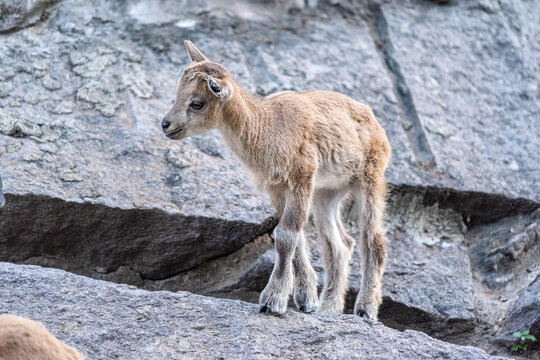 Markhor (Capra falconeri) kid on a rock. 