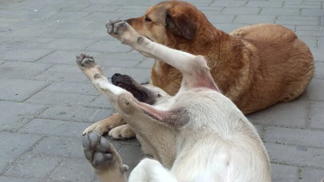 Two stray street dogs playing and interacting on a city sidewalk. Natural canine social behavior in an urban environment showing playful interaction and everyday street life.