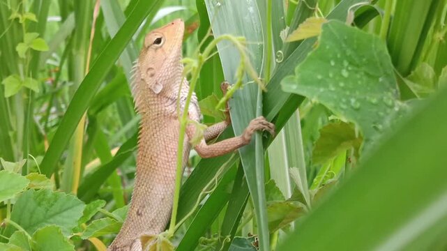 garden chameleon macrofauna (calotes versicolor) perched on a bush