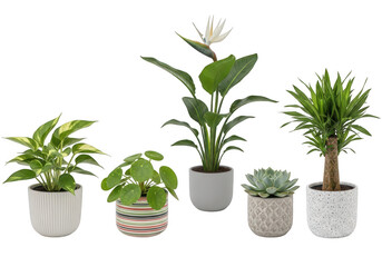 Fototapeta premium A collection of five different indoor house plants potted in various decorative ceramic containers