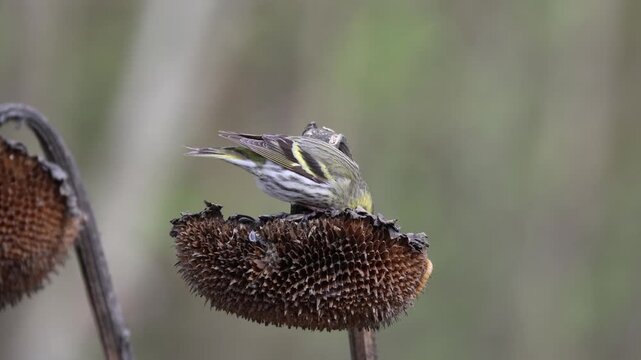 Eurasian Siskin feeding on dried sunflower head in Florence, Italy. Wild songbird in natural habitat