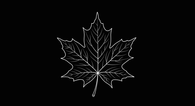 Maple leaf outline illustration design element.