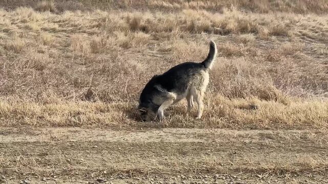 Dog digging a hole in rural grassland field with dry prairie landscape
