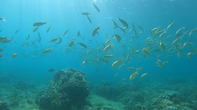 A school of goatfish in Kapalua Bay, Maui, Hawaii, on April 13, 2024.