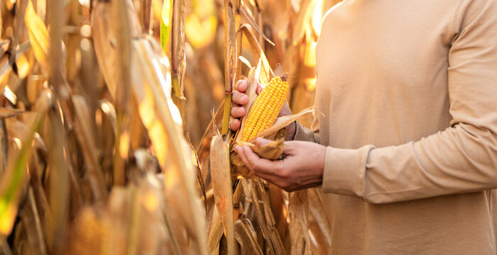 Agricultural worker. Corn crop. Maize harvest farming. Harvest crop in cornfield. Organic maize field. Farmer at corn crop harvest in village. Agriculture harvesting farm. Maize cultivation banner