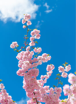 Blossom spring season. Japanese cherry bloom. Sakura blossom. Beautiful spring Sakura flower on cherry tree. Sakura flower in bloom in spring. Spring nature. Sakura with pink blooming flower