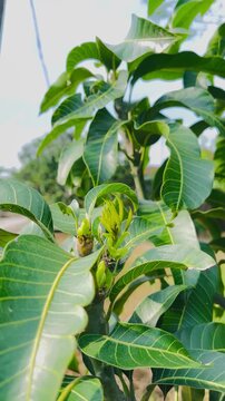 Fresh green mango tree foliage with emerging tender leaves signaling new season growth outdoors under bright natural light