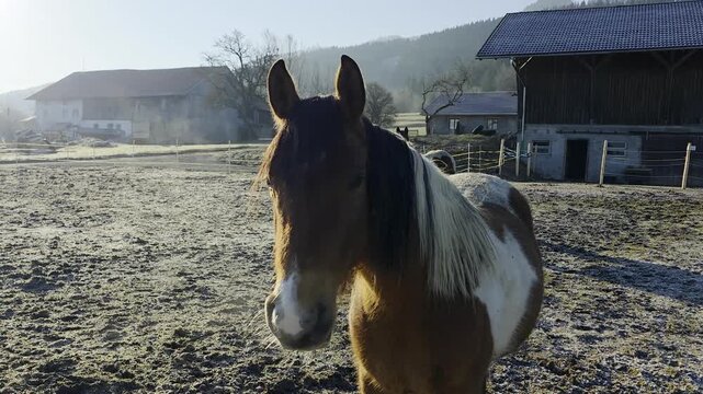 Beautiful pinto horse standing in an outdoor enclosure on a traditional farm. Rural landscape with mountain peaks and rustic wooden buildings in the background during a cold misty morning.